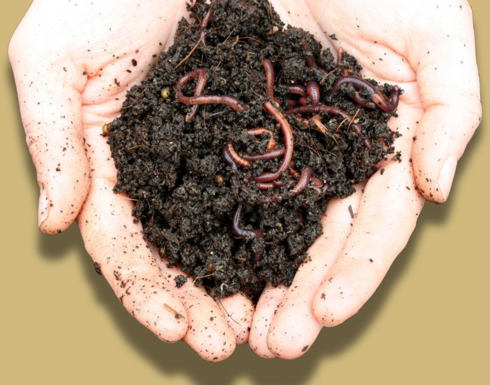 earthwormsindirtheldinhand