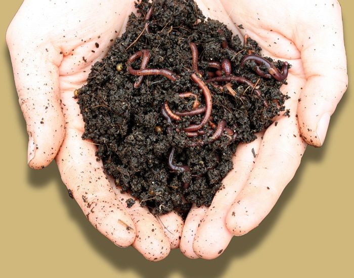 earthwormsindirtheldinhand