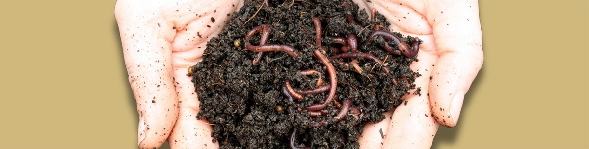 earthwormsindirt