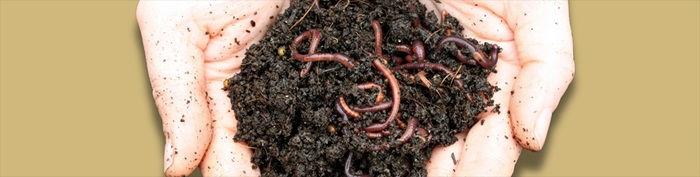 earthwormsindirt