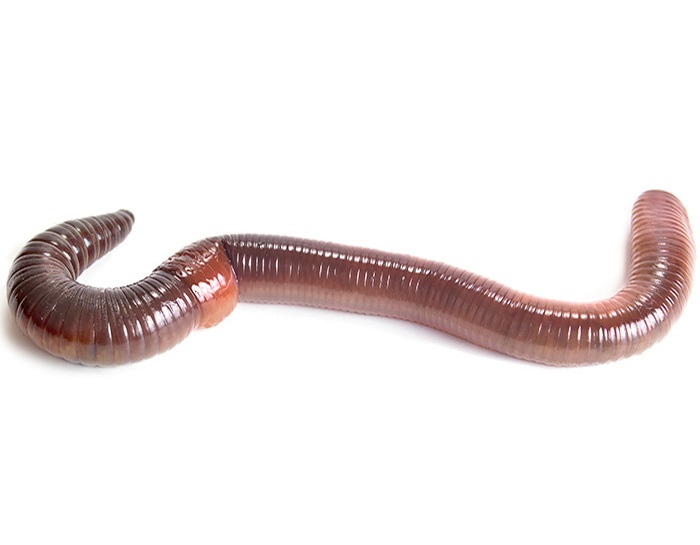 earthworm