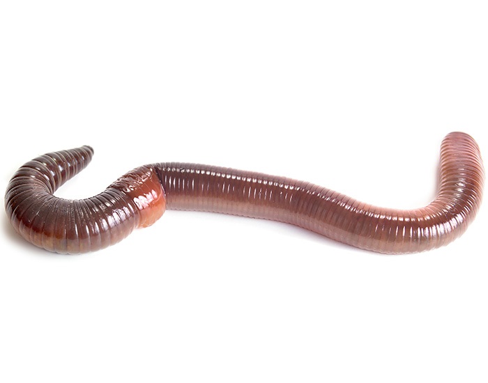 earthworm