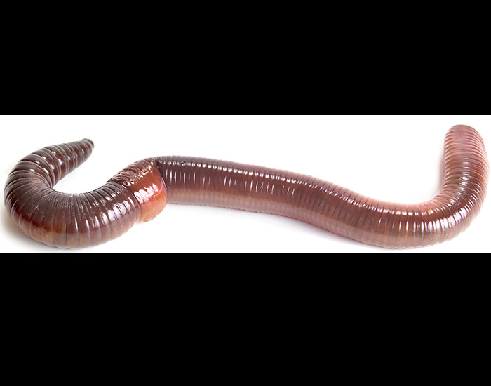 earthworm
