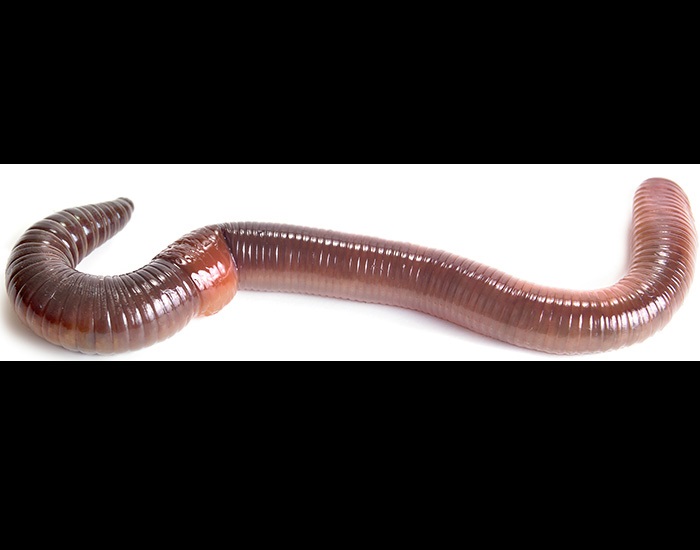 earthworm