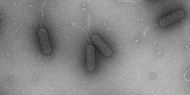 A Library of Bacteria-Killing Viruses Harnessing the Power of Phages