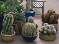 cacti-206