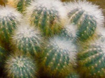 cacti2--206