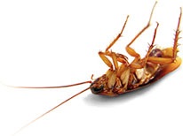 cockroach