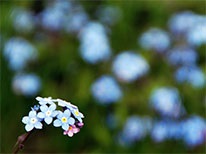 forgetmenot206