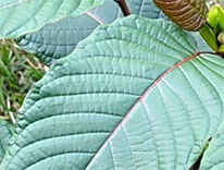 kratom-206