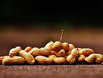 peanut-1--206