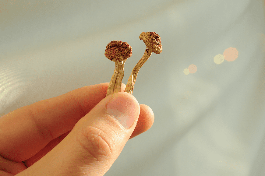 hand holding dried mushrooms