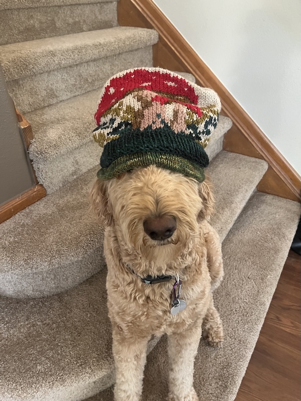 Clover wearing hat
