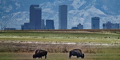view of Denver skyline with two buafflo grazing in the foreground