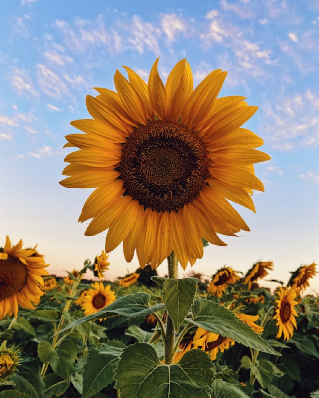 Sunflower against blue sky