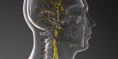 X-ray of Head and Neck