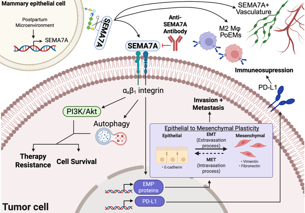 tumor cell visual of SEMA7A