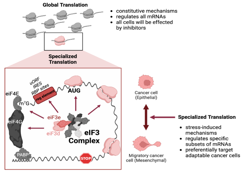 graphic of tumor cell plasticity and metastasis