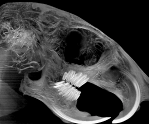 animal imaging CT scan 1