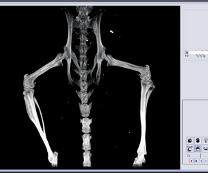 animal imaging CT scan 2