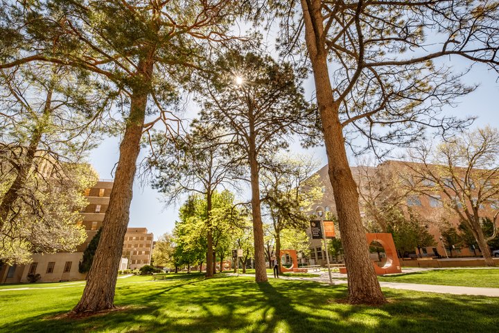 Picture of trees on campus