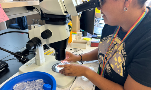 Researcher looking through a microscope