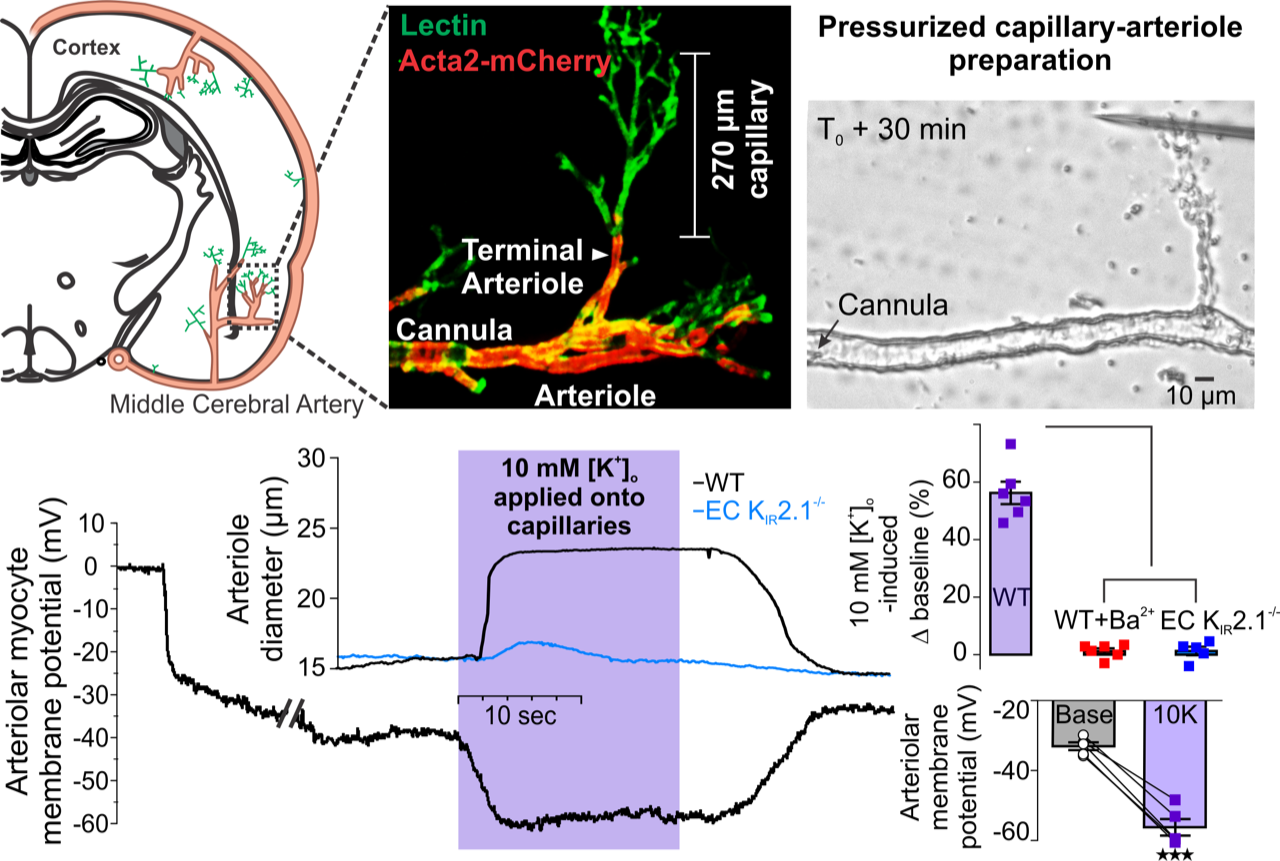 FabriceDabertrand_ResearchDescription