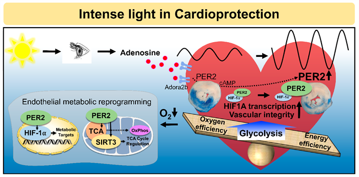 intense-light-in-cardioprotection