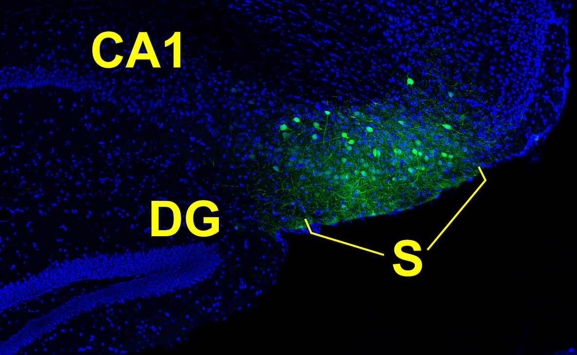 SloboTodorovic_ResearchDescription