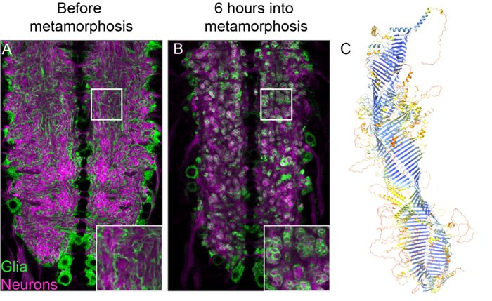 Glial cells engulf neuronal debris during neuronal remodeling