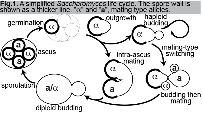McMurray LifeCycle