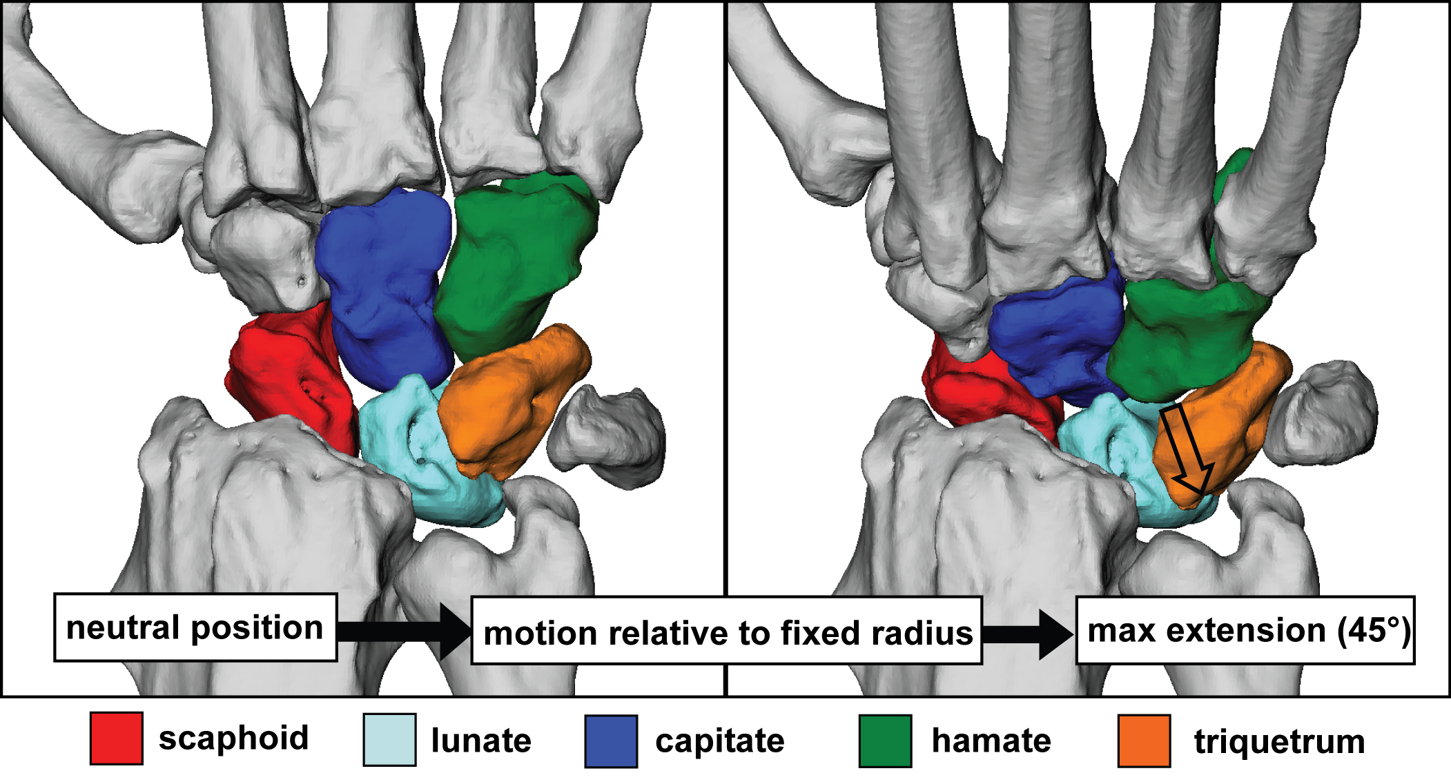 chimp wrist kinematics Caley orr