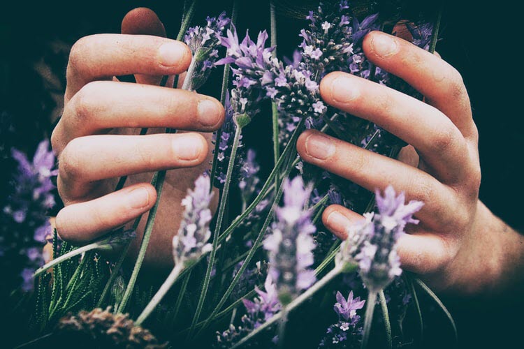 Picture of hands holding lavendar