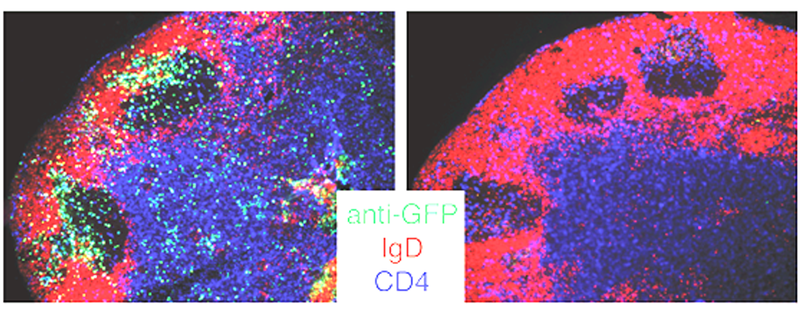 ReinhardtResearch1_larger