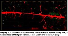 Jacobelliwebsite2_opt