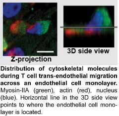 Jacobelliwebsite3_opt