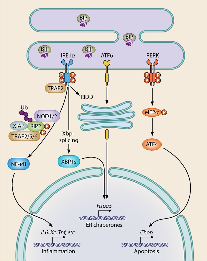 Keestra-Gounder_ResearchImage1