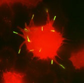 Russo_researchimage1