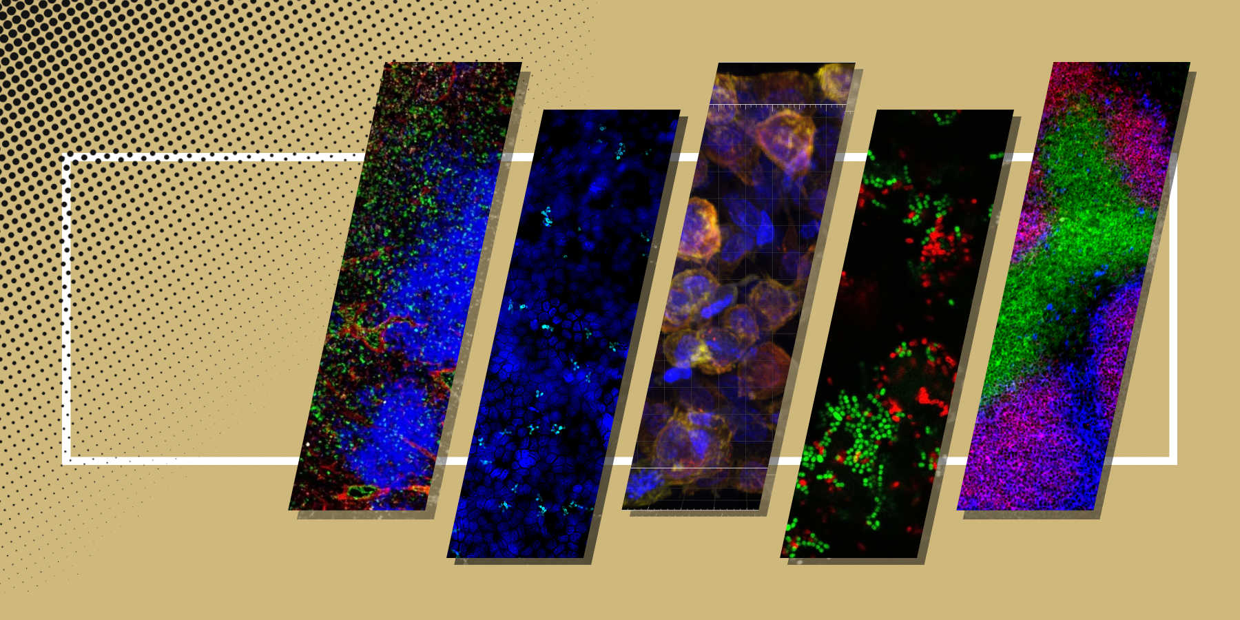 Dimseminarseriesbanner