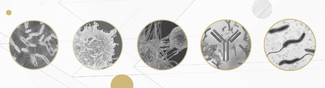 WhitebackgroundwithgeometricgraypatternsandgoldcirclesFiveblackandwhiteimagesof3-Drenderingsofbacteriaimmunecellsandothercells