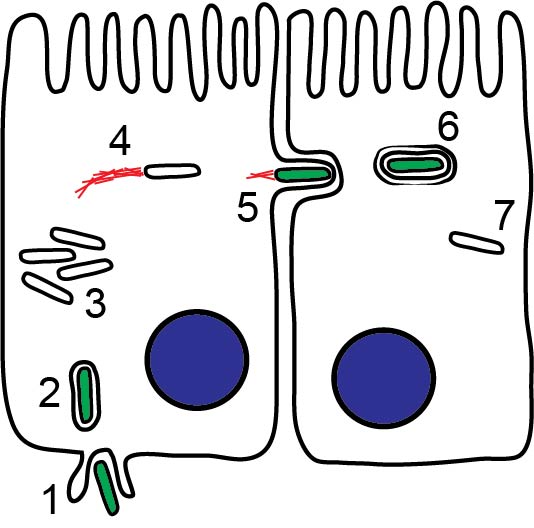 S. flexneri intercellular lifecycle