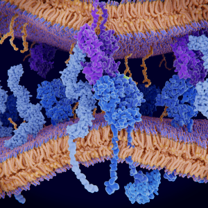T-cellreceptorincomplexwiththeMHCclassII-peptidecomplexTheantigenlightgreenisapeptidefromatumorcellbacteriaorvirusDendriticcellspresentantigenstolymphocytesthroughtheirmembranboundMHC-moleculesvioletCD4molecule