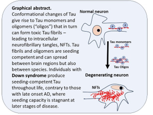 Tau graphic showing neurons and degenerating neurons