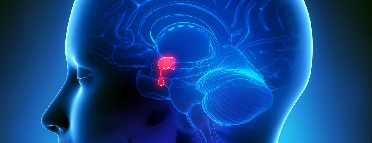 graphic of brain highlighting pituitary gland