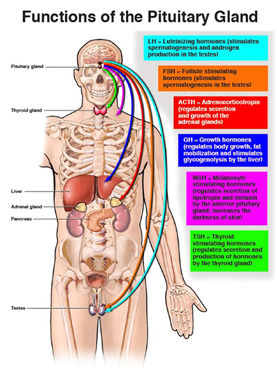 graphic explaining how the pituitary gland works in the body
