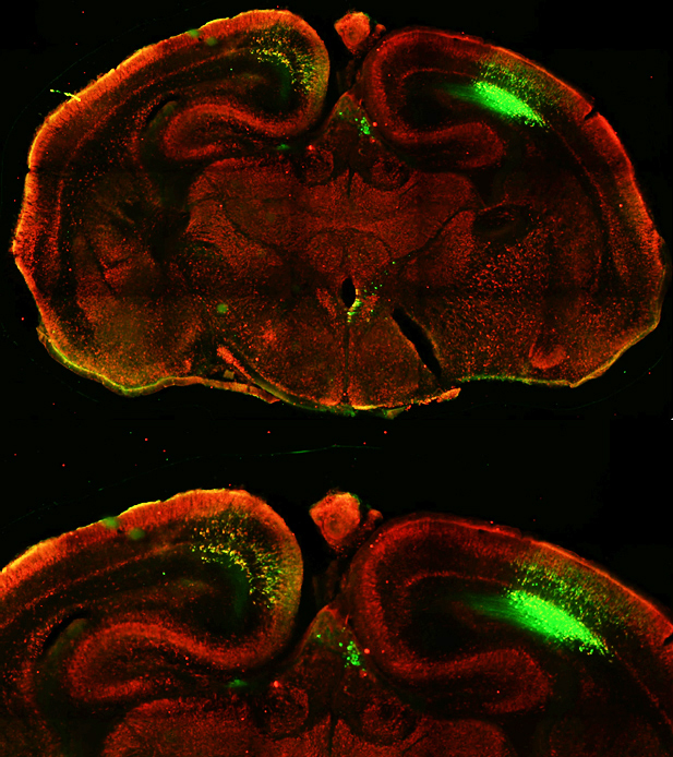 p2 mouse cortex