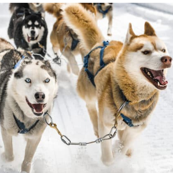 Dog Sledding