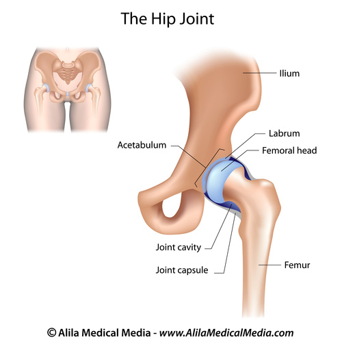 Hip and Joint Pain