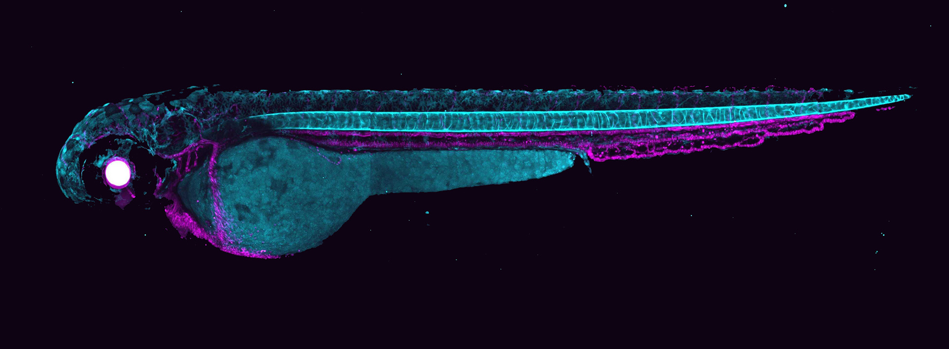 Notochord and Intervertebral Disc Research Lab