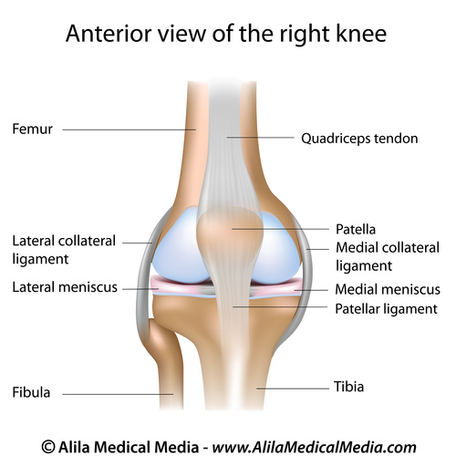 Knee, Kneecap and Joint